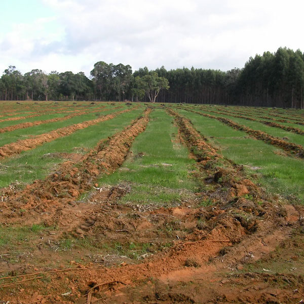 Before the trees are planted, the soil is prepared by ripping and mounding. The image shows parallel rows of mounds in the paddock stretching. Each row is 4 metres apart and 400 metres long.