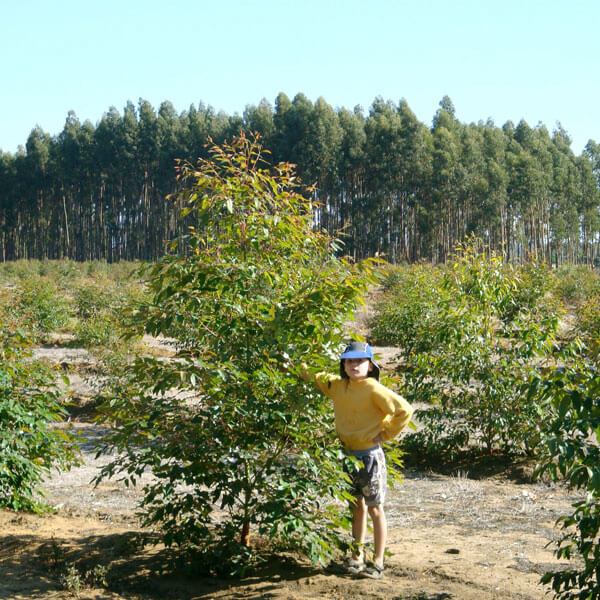 Matthew Robinson 6 years old standing next to a 12 month old Rosegum sapling. The trees are 2.5 metres tall.