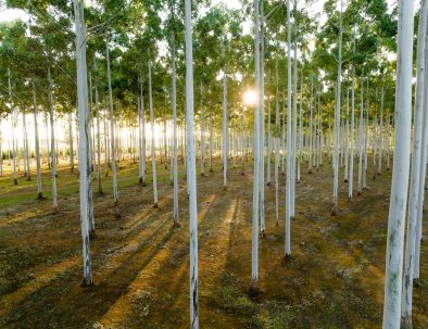 Image 2: A view through a Rosegum plantation. The morning sun is shining through the white tree trunks.