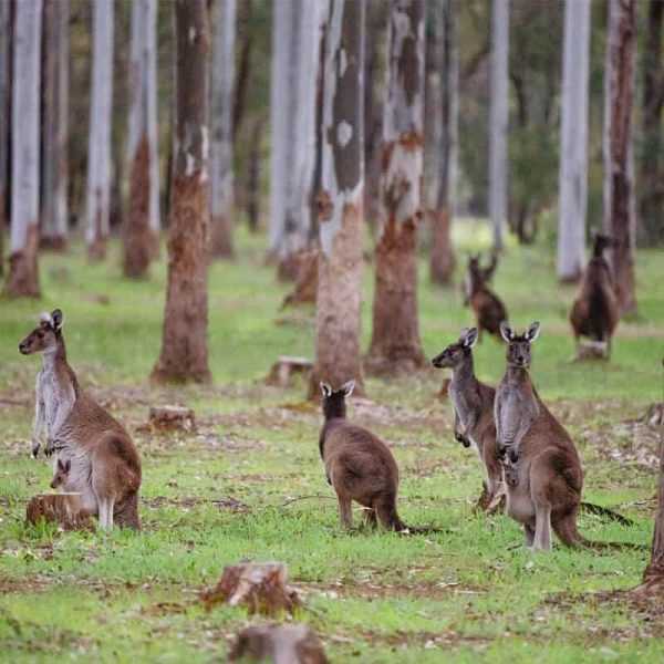 kangaroos-in-forest-tree-chalets-busselton-nature-retreat-1.jpg