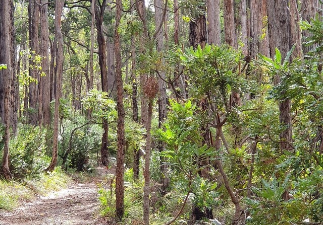 Timberline Loop is a walk track that runs by Barrabup Pool