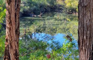 Barrabup Pool near Nannup