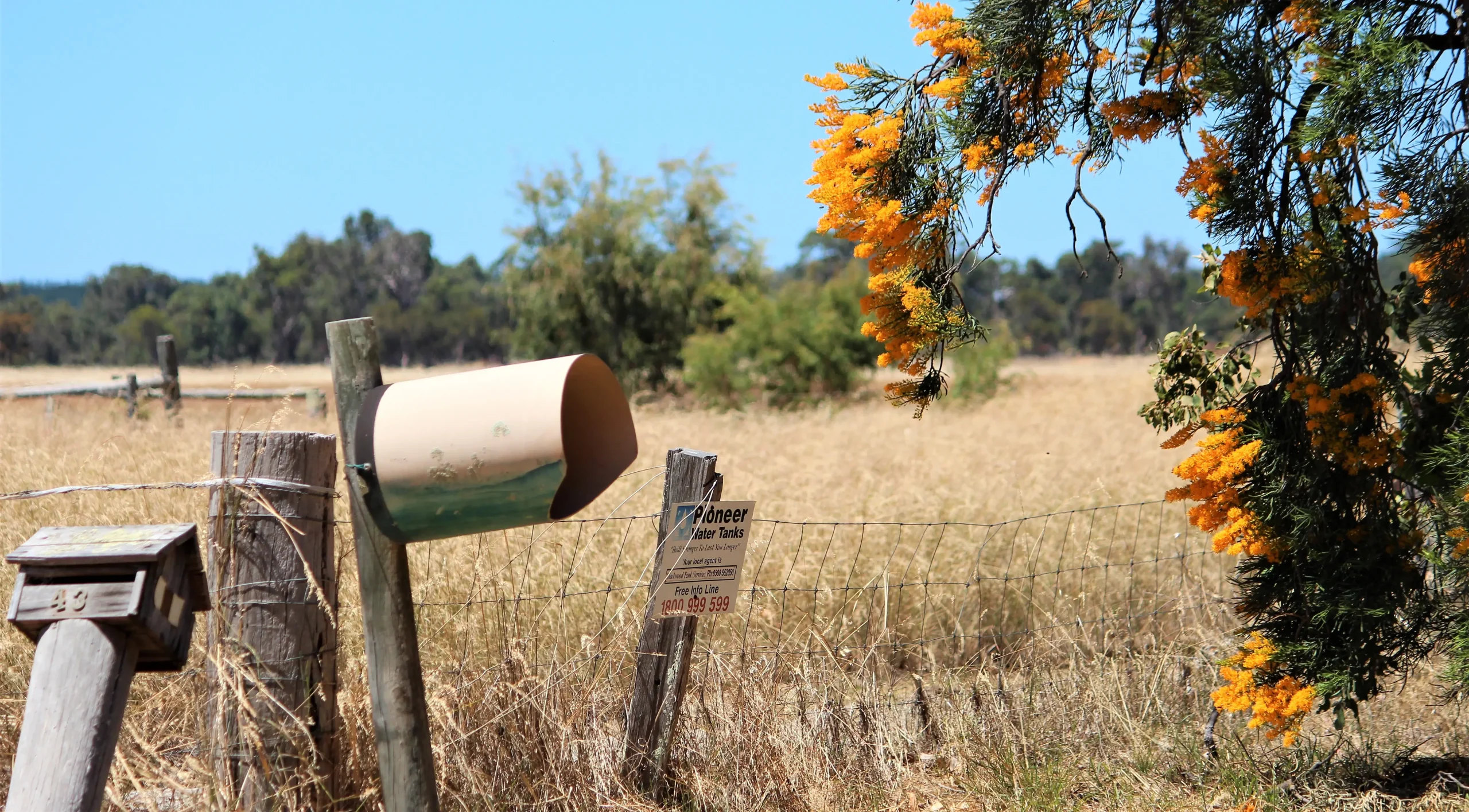 Rustic country letterboxes and the vibrant Australian Christmas Tree Bush in a paddock