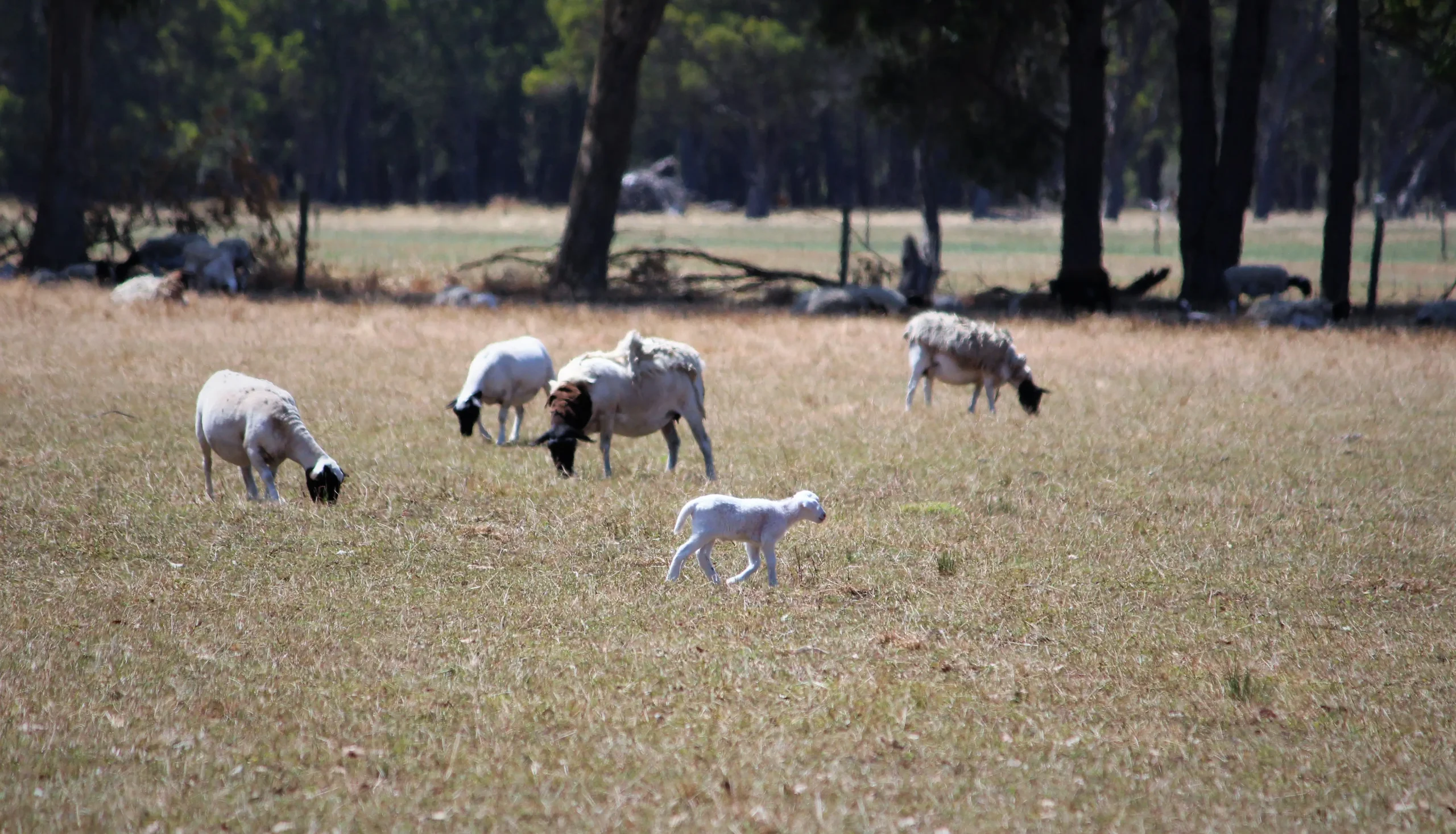 Lambs and sheep grazing in a paddock