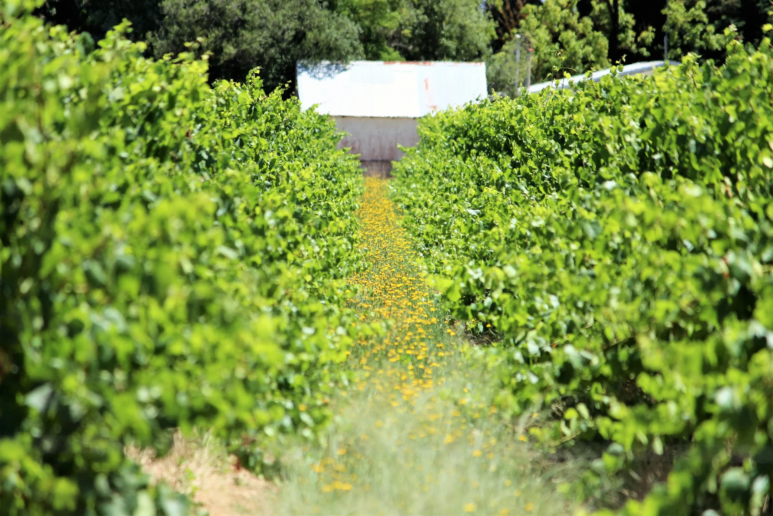 View through a row of Grape Vines in the Margaret River Region