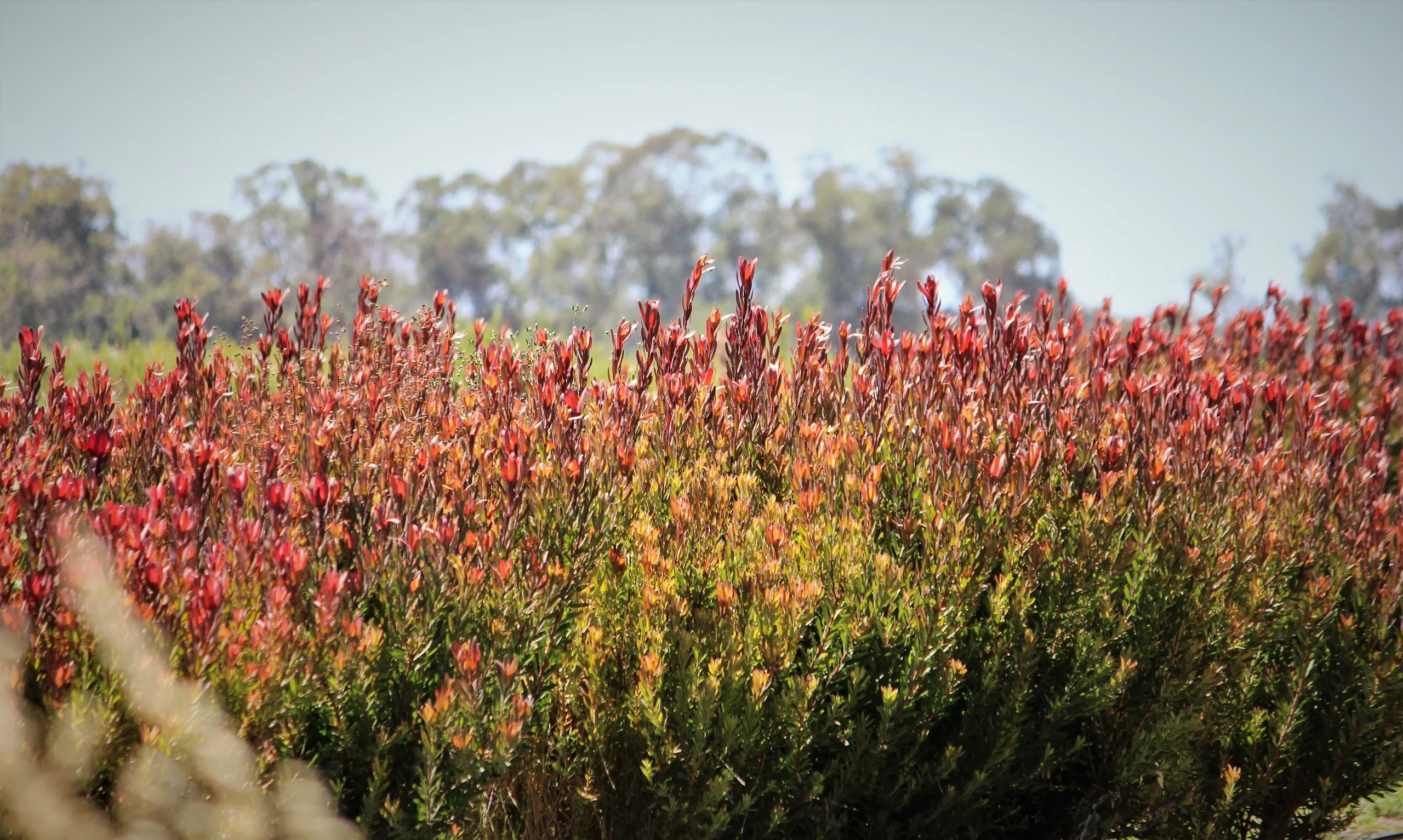 Vibrant red protea flowers in a paddock