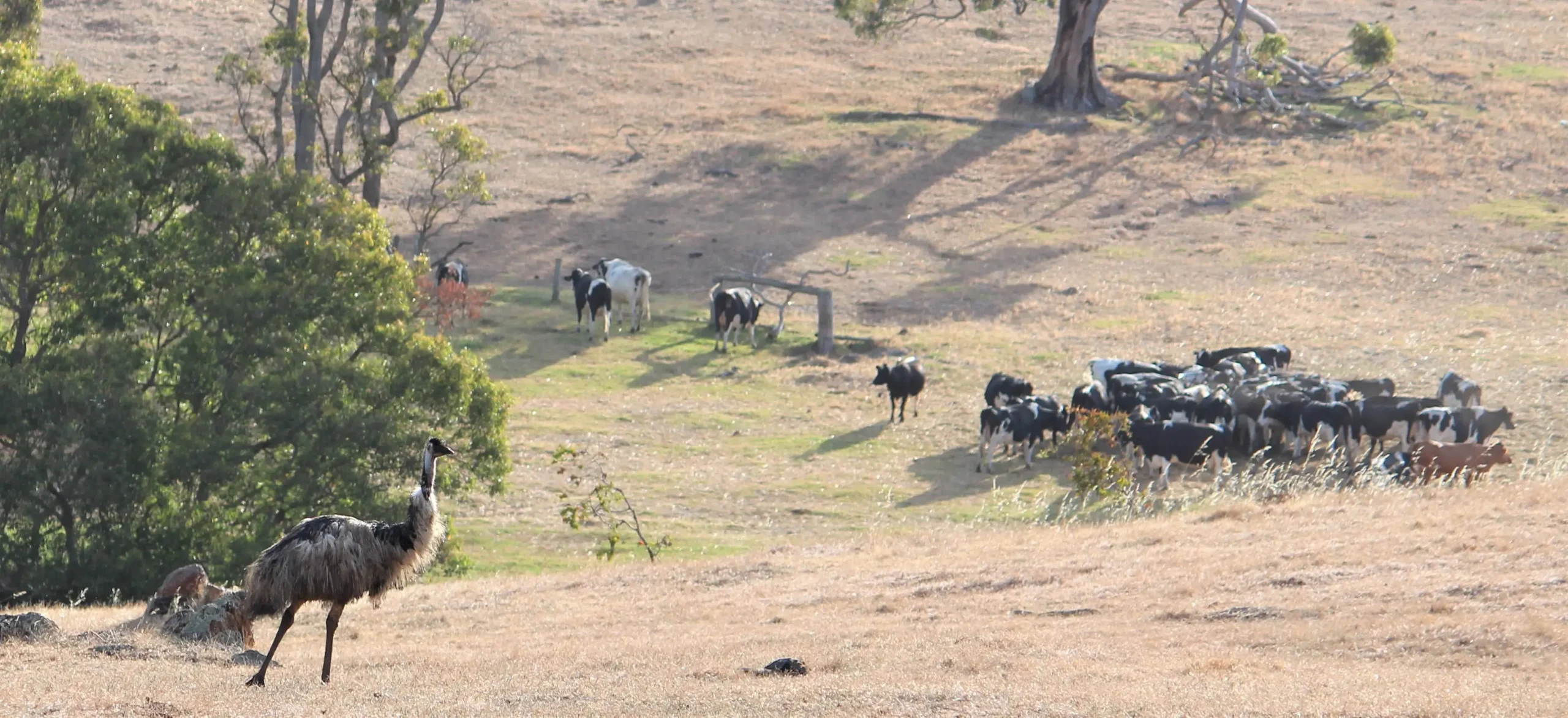 Emus on farmland on the way to Sues Road
