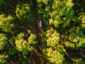 Over head view of car driving on a tree lined driveway to Tree Chalets