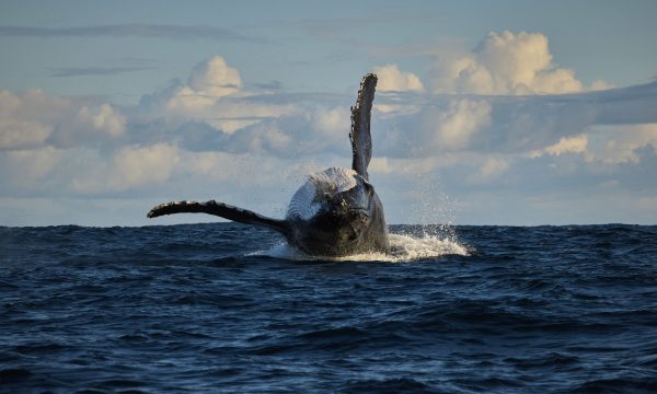 A whale is breaching. The fins are outstretched and the whale is upside down and about to splash into the water